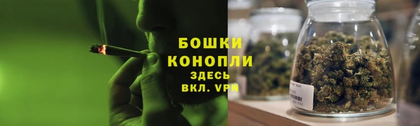 прущие грибы Белокуриха